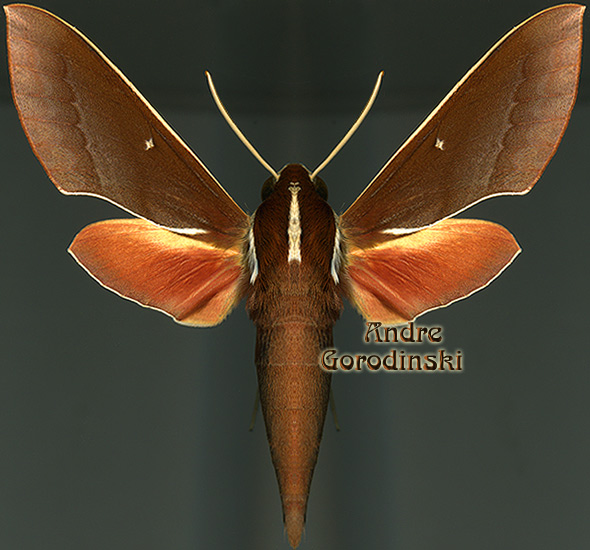 http://www.gorodinski.ru/sphingidae/Theretra pallicosta.jpg